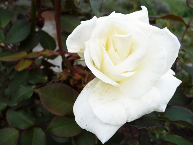 White-Rose-2012-Midrange