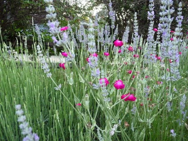 Campion-And-Lavender-In-The-Border