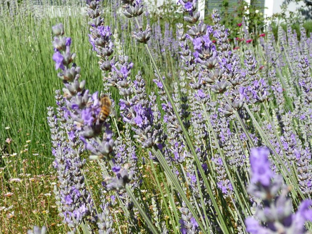 Honeybee-on-Lavender