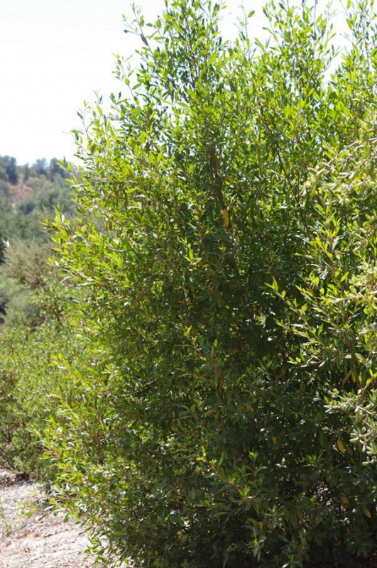 rhamnus-californica