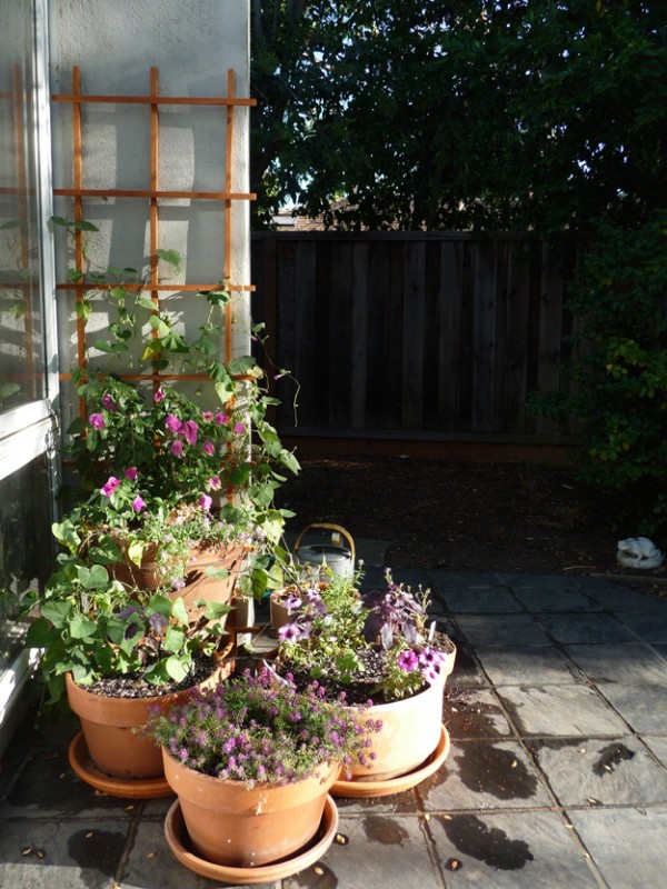 Container-Garden-In-The-Evening