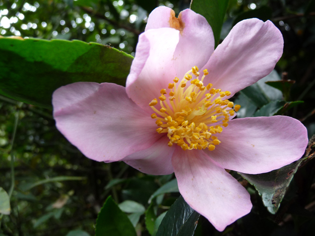 Pink-Sasanqua-Camellia-in-December