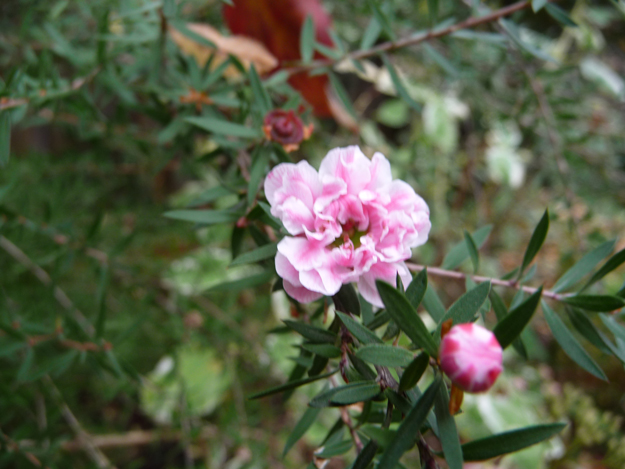 Shrub-with-little-pink-flowers