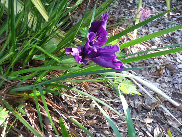 California-Native-Iris