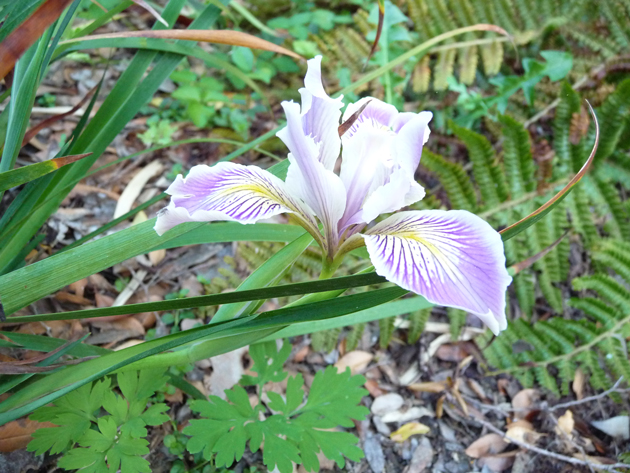 White-Native-Iris