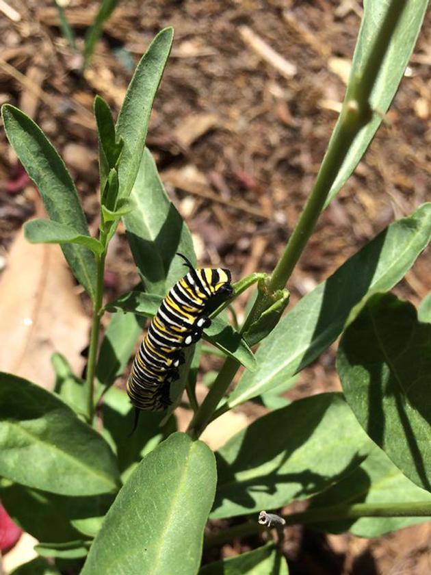 A-Monarch-caterpillar-in-my-own-backyard.