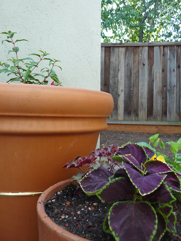 Mrs.-McDowell-Fuchsia-in-Pot-with-Gold-Stripe