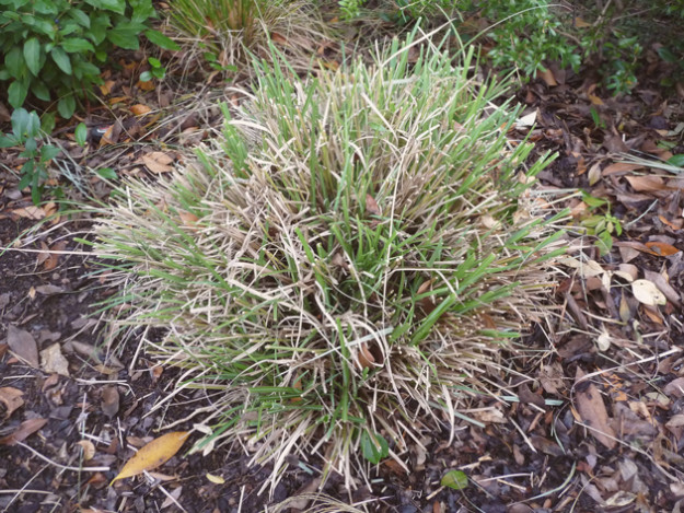 Cut-Grasses