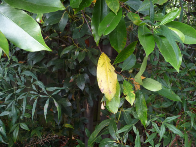 The-Yellowing-of-Leaves