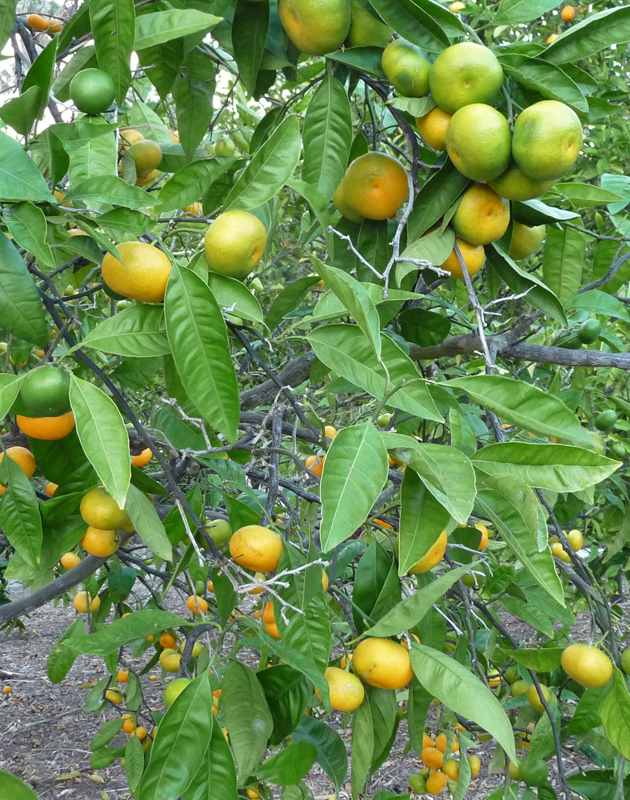Mandarins-on-a-Tree