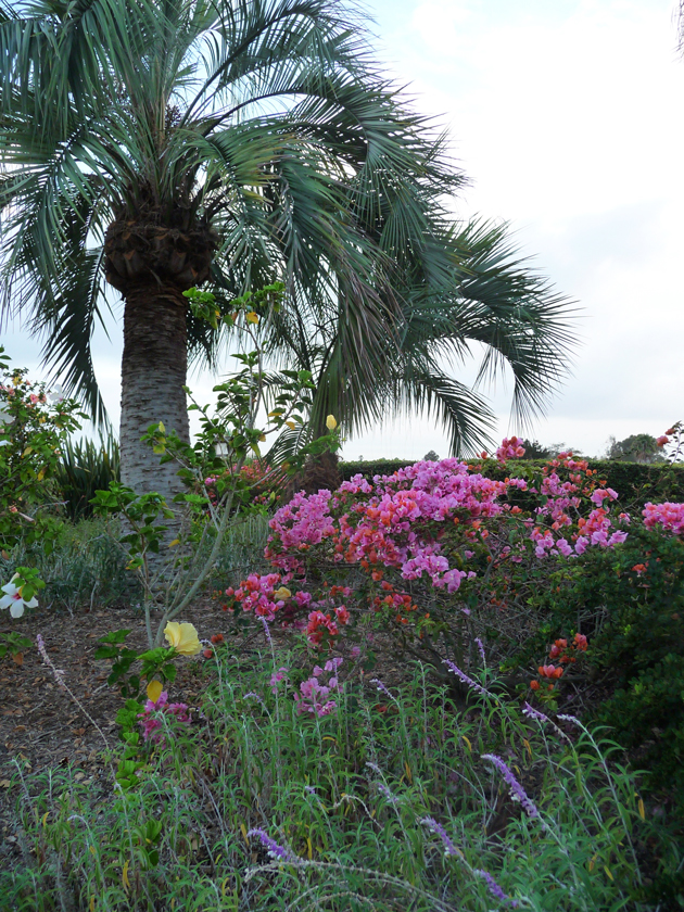 Palms,-Bougainvillea,-Salvia