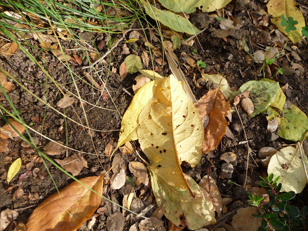 Leaves-on-Ground