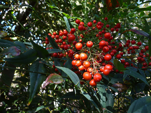 Red-Berries-of-Nandina