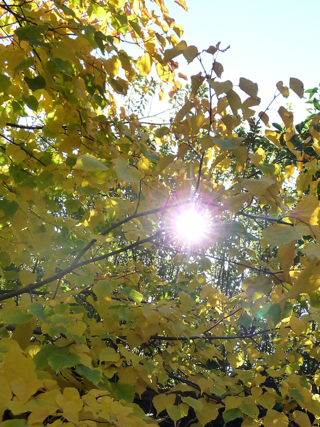 Sun-Through-Yellow-Leaves