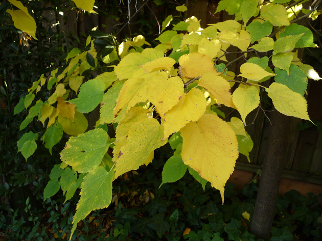 Yellow-and-Green-Leaves