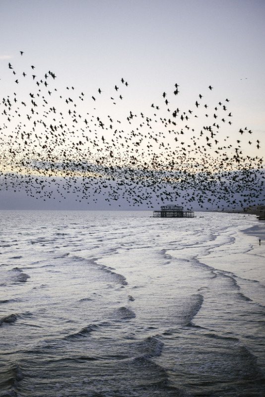Murmurations Over Brighton by Baby Picture This