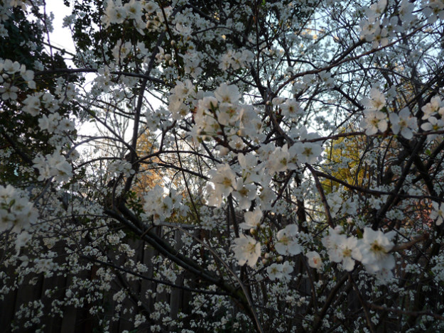Suddenly-Overnight-The-Plum-Blossoms