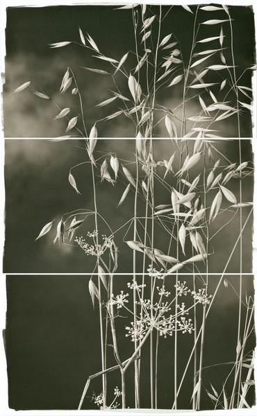 Valley Grasses I Brigitte Carnochan
