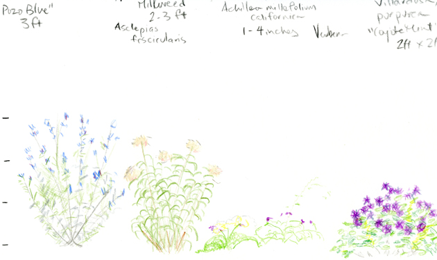 Butterfly-Garden-Sketch