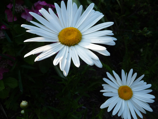 Daisies-Almost-Alone