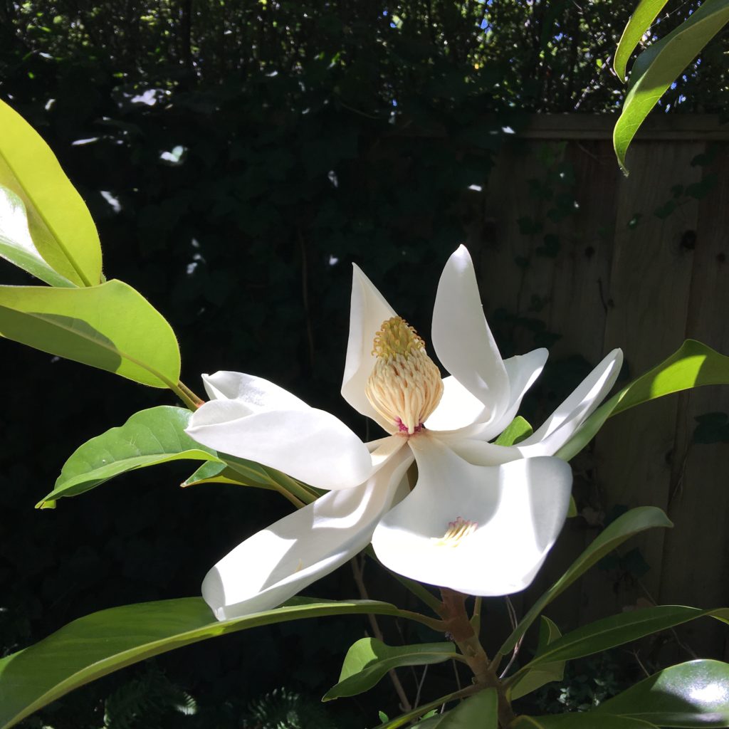 Magnolia for Brigitte