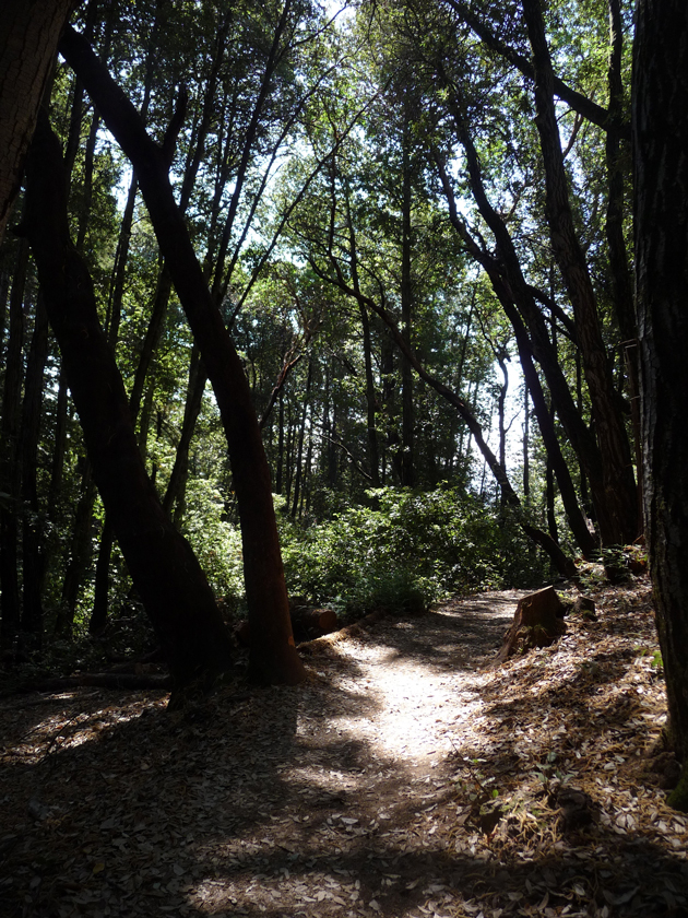 Huddart-Park-Dean's-Trail-Hike