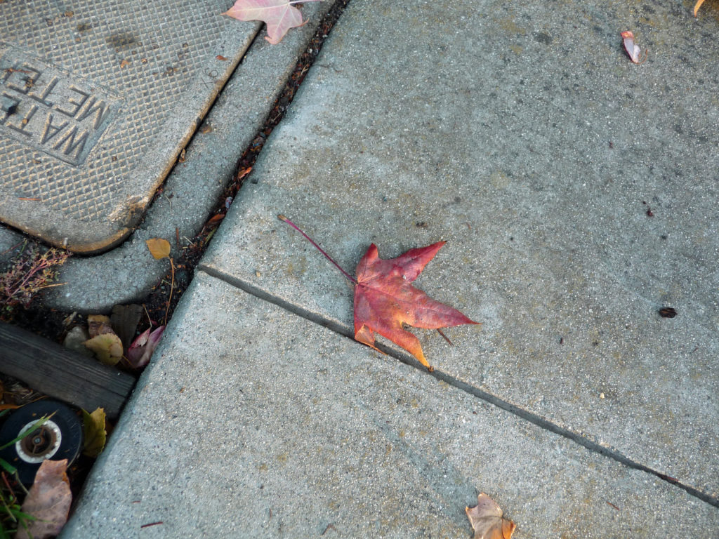 leaf-on-concrete