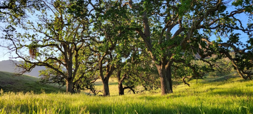 Oaks trees in the green San Francisco Bay Area hills