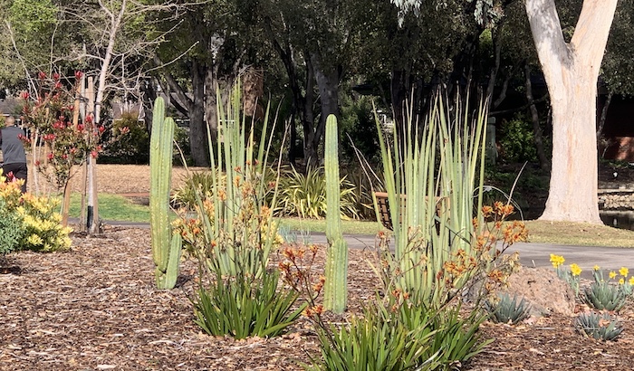 Decorative planting of cactus and daffodils outside a community center in the SFBay Area