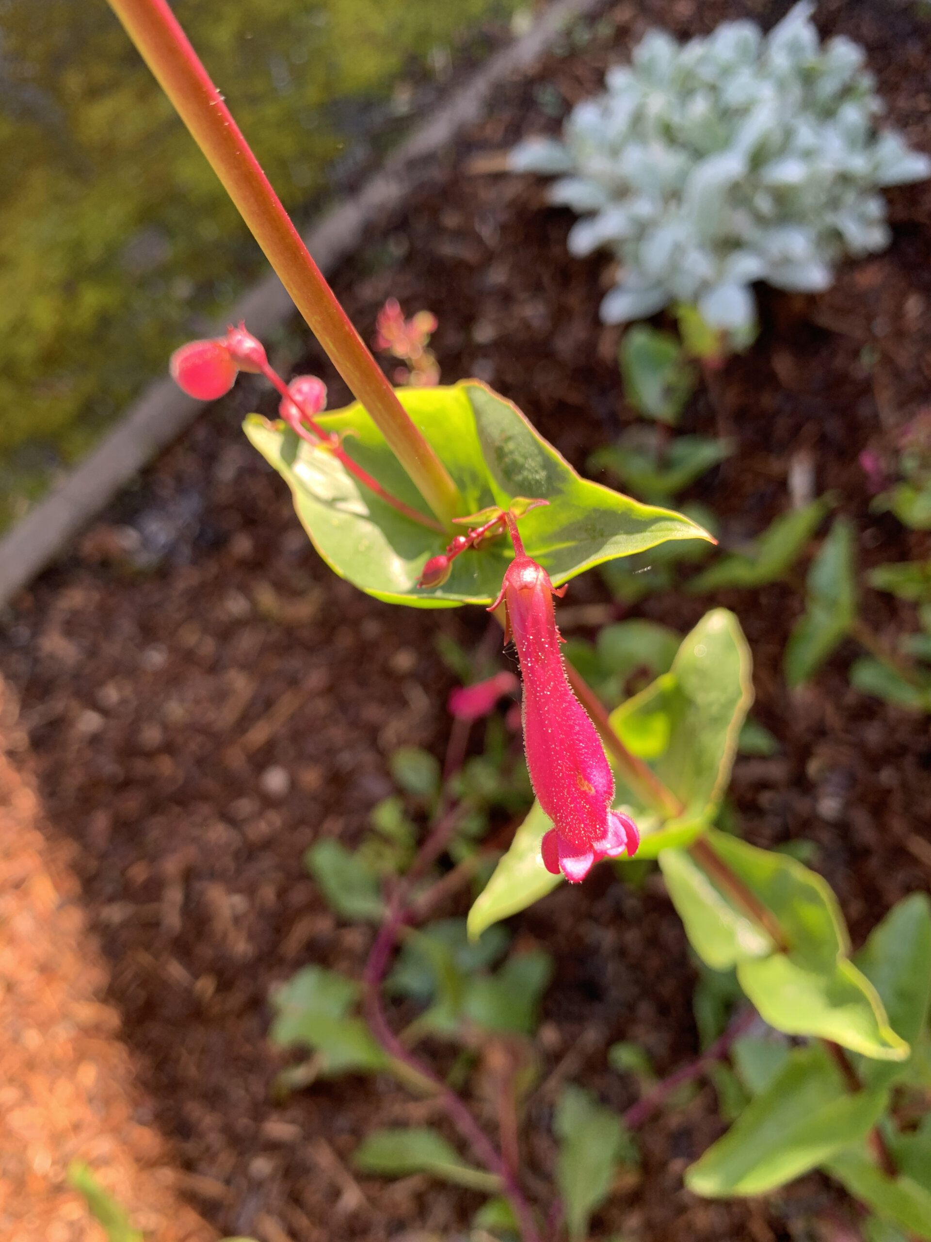 Front Garden Flowers, Or, Saturday Morning At 9:48am - Privilege