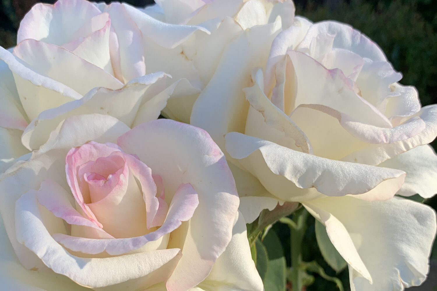 White Hybrid Tea Rose in August