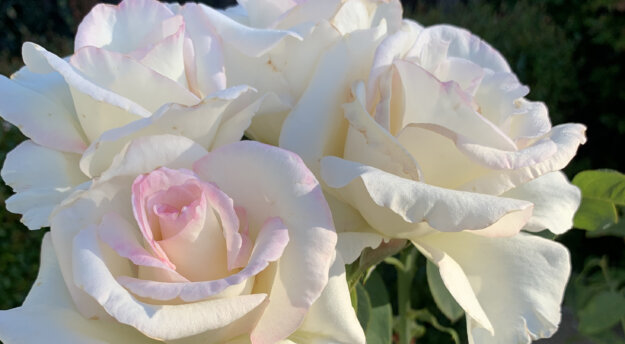 White Hybrid Tea Rose in August