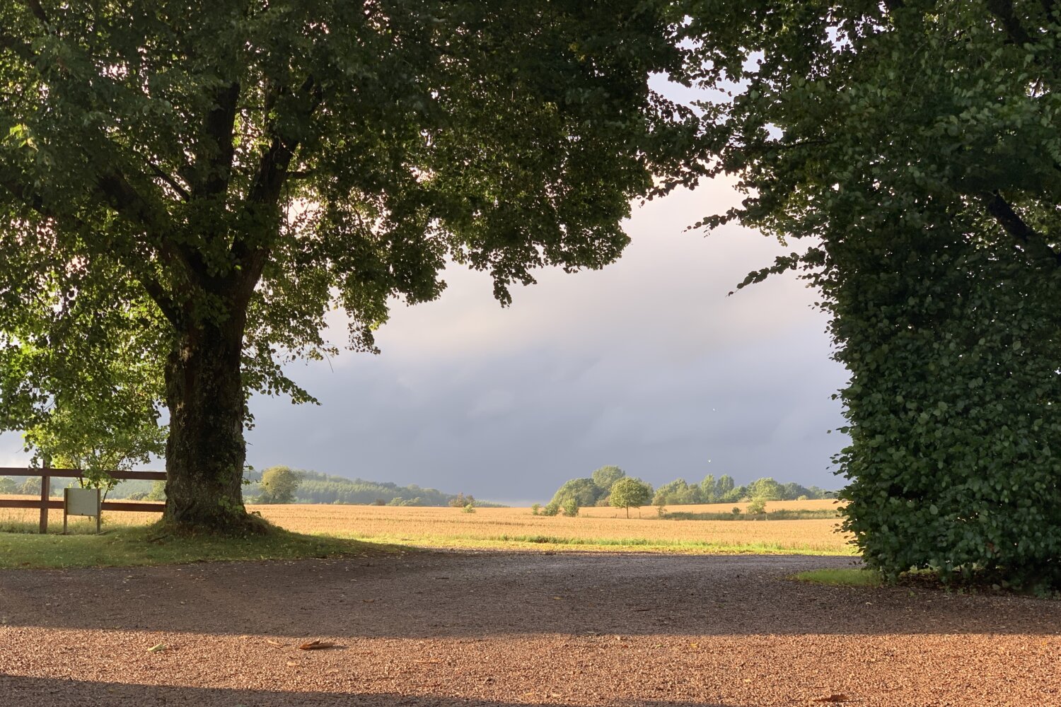 Sunlight on a meadow through trees in southern Sweden