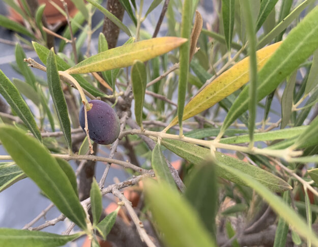 A tiny purple Oliver on a small olive tree