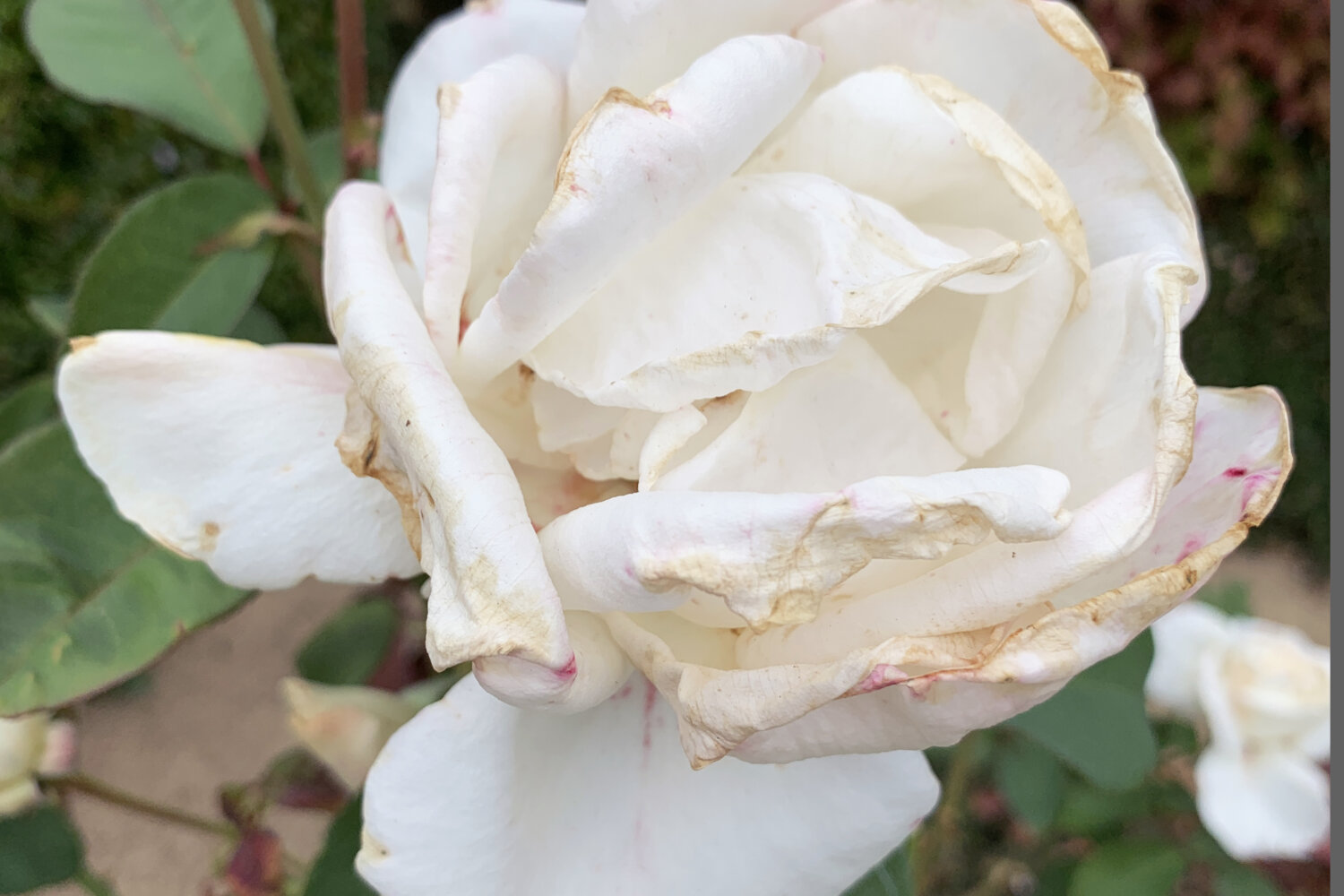 A white rose with some wilted petals