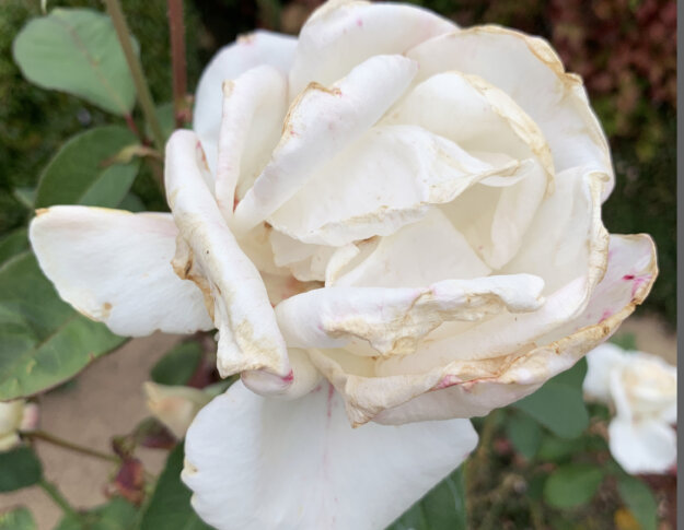 A white rose with some wilted petals