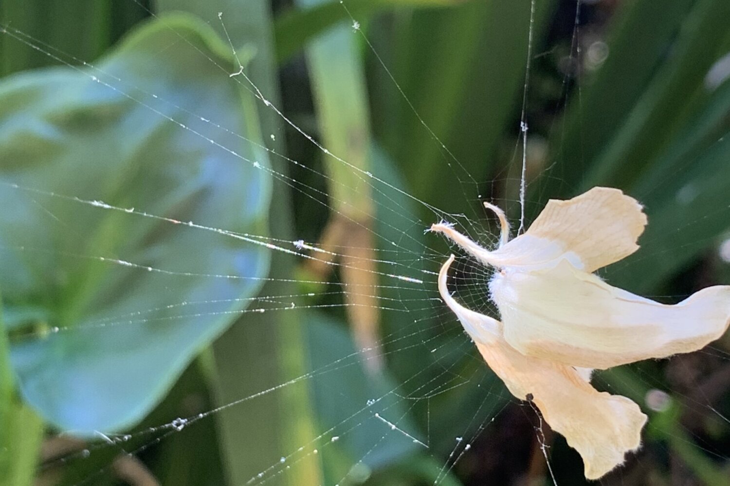 An image of a flower caught in a spider web covered in dew