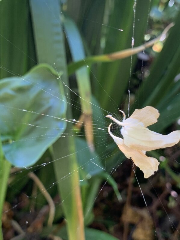 An image of a flower caught in a spider web covered in dew