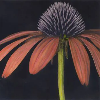 Brigitte Carnochan, Echinacea. Peter Fetterman Gallery.