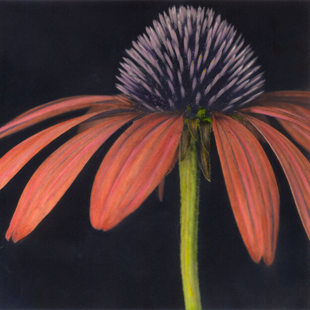 A photograph of an echinacea flower, by Brigitte Carnochan