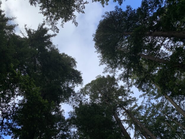 Redwoods against the morning sky