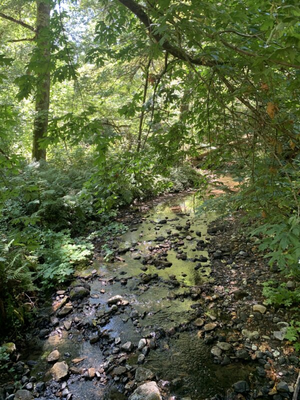A creek in Sam McDonald Park, California