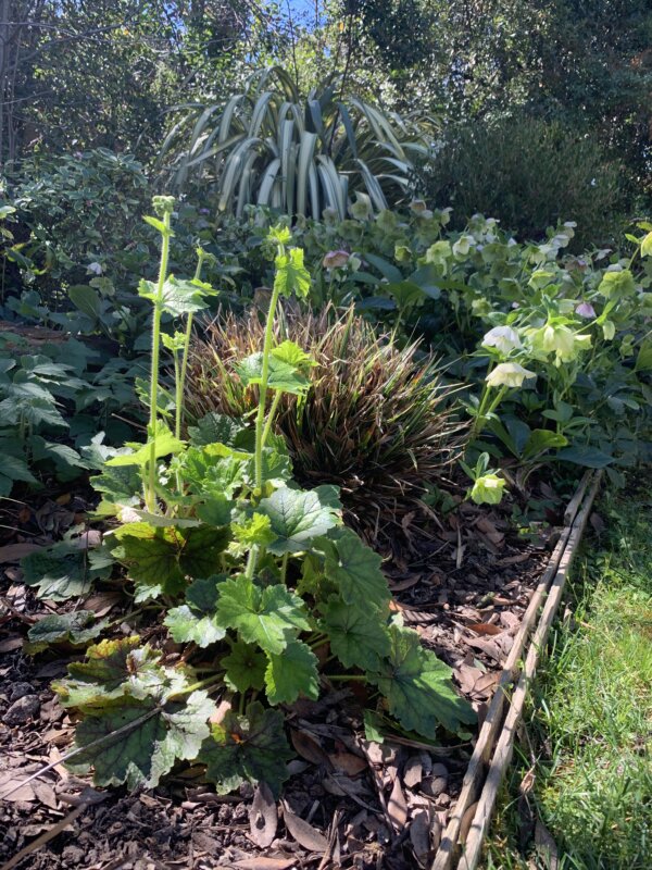 Heuchera and grasses bordering a lawn