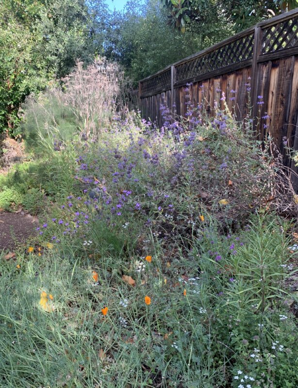 Small pollinator garden with bronze fennel, salvia clevelandia, vervain, California poppies, coyote mint and various thistles